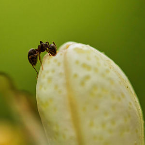 Close-up of ant on flower