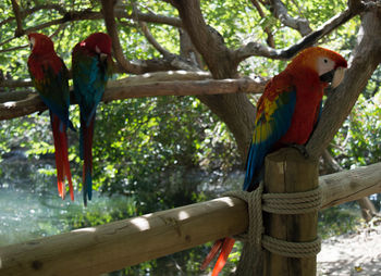 Close-up of parrot perching on tree