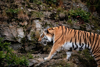 Cat walking in a zoo