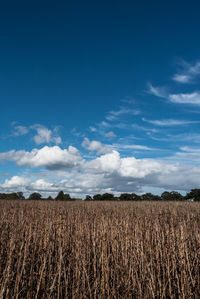 View of fields against blue sky