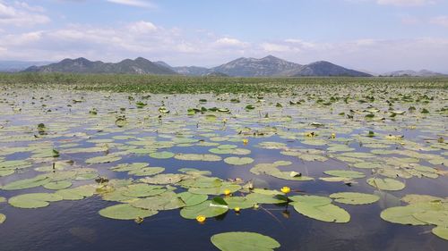 Water lily in lake against sky