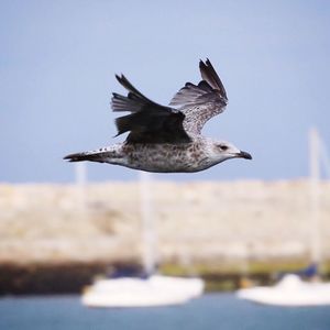 Seagull in mid-air against sky