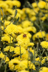 Close-up of bee pollinating on yellow flower