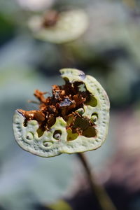 Close-up of berries growing on plant