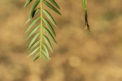 Close-up of pine tree