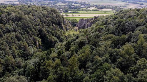 High angle view of trees in forest