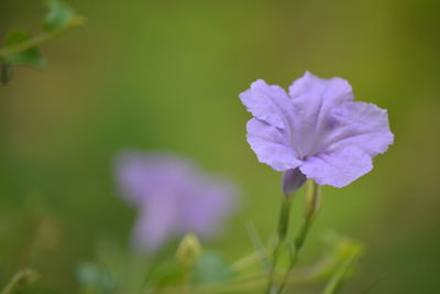 Close-up of purple flowering plant on field