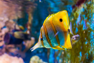 Close-up of yellow fish swimming in sea