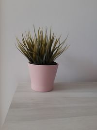 Close-up of potted plant on table