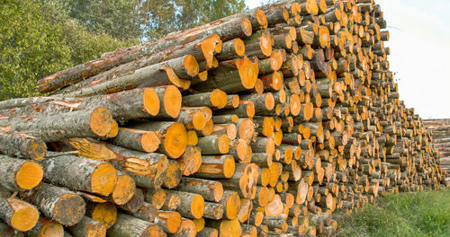 Stack of logs in forest