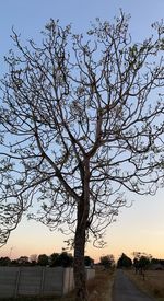 tree