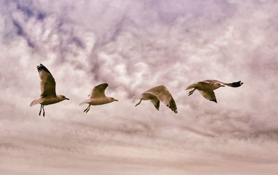 Low angle view of bird flying against cloudy sky