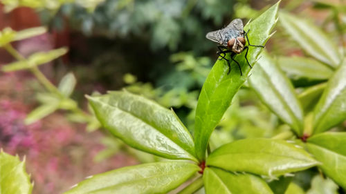 Close-up of insect on leaf