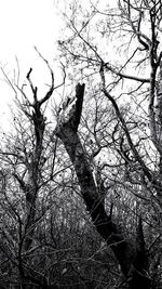 Low angle view of bare tree against sky