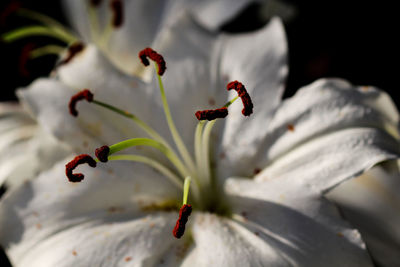 Close-up of white lily