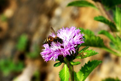 Close-up of bee pollinating on purple flower