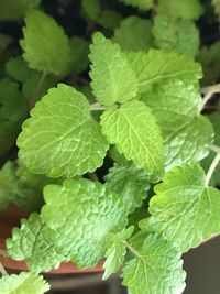 Close-up of fresh green plant