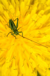 Close-up of insect on yellow flower