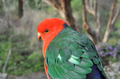 Close-up of parrot