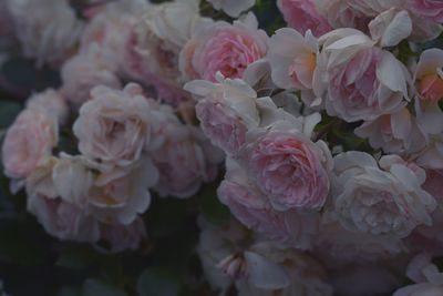 Close-up high angle view of roses