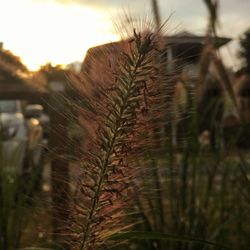 Close-up of plants against sky during sunset