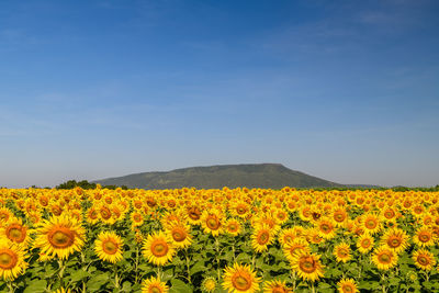 Beautiful sunflower blooming in sunflower field with blue sky background. lop buri thailand