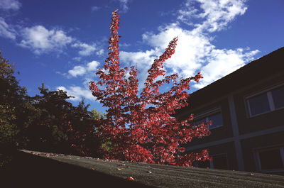 Low angle view of christmas tree against cloudy sky