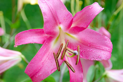 Close-up of pink lily blooming outdoors