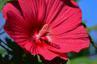 flowering plant