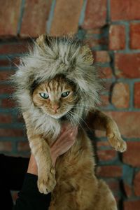 Cropped hands of woman carrying cat against brick wall