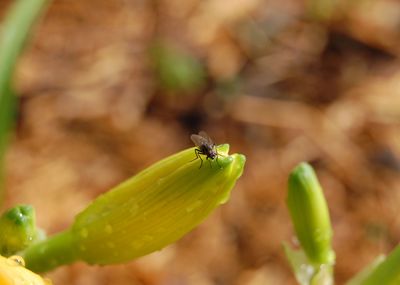 Housefly on wet flower bud