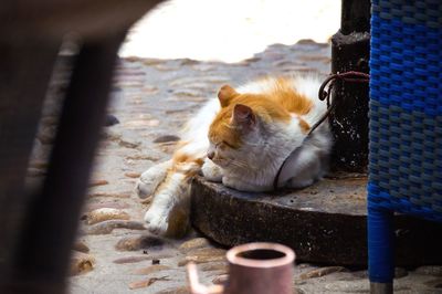 Cat sitting outdoors