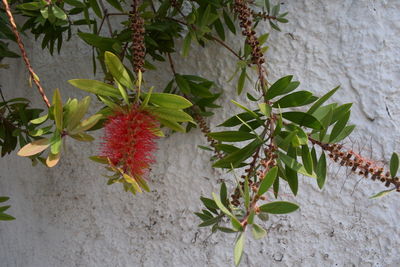 High angle view of red berries on plant against wall