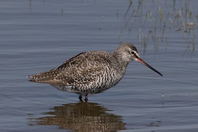 Side view of a bird in lake