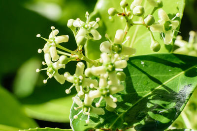 Close-up of fresh green plant