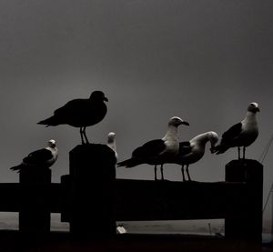 Birds perching on pole against clear sky