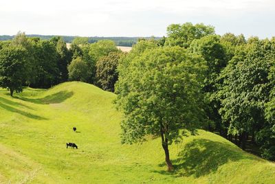 Trees on a field