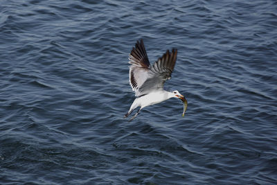 Seagull flying over lake