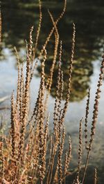 Close-up of stalks in field