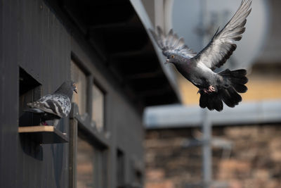 Close-up of pigeon flying