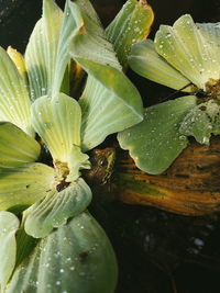 Close-up of wet plant leaves