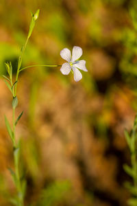Close-up of white flowering plant