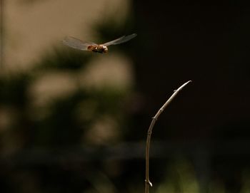 Insect flying