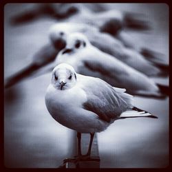 Close-up of bird perching on wall