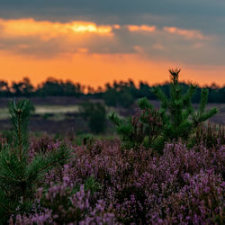 Purple flowering plants on field against sky during sunset