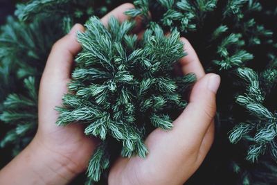 Close-up of hand holding christmas tree