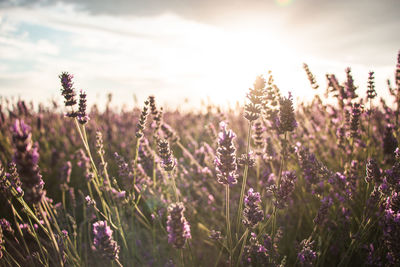 Close-up of purple flowering plants on field against sky