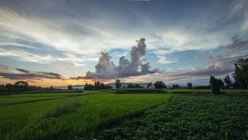 Scenic view of agricultural field against sky during sunset