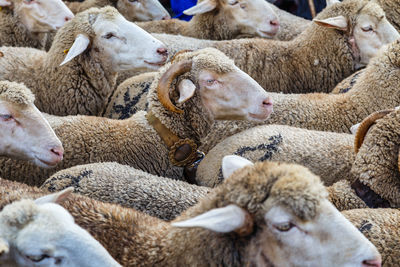 Sheep in a farm