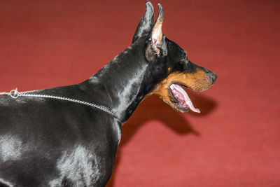 Close-up of dog against red background